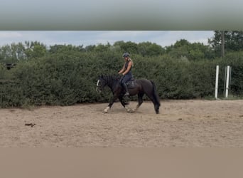 Cob Mix, Stute, 6 Jahre, 140 cm, Rappe
