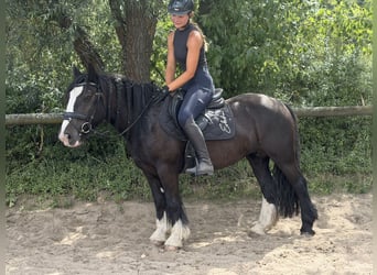 Cob Mix, Stute, 6 Jahre, 140 cm, Rappe