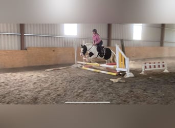 Cob, Stute, 6 Jahre, 140 cm, Schecke