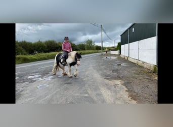 Cob, Stute, 6 Jahre, 140 cm, Schecke