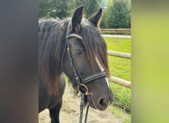 Cob, Stute, 6 Jahre, 142 cm, Rappe