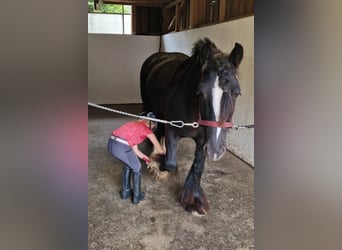 Cob, Stute, 6 Jahre, 142 cm, Rappe