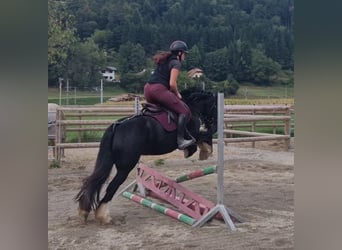 Cob, Stute, 6 Jahre, 142 cm, Rappe