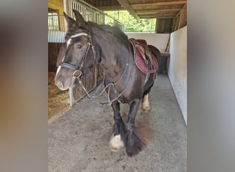 Cob, Stute, 6 Jahre, 142 cm, Rappe