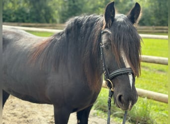 Cob, Stute, 6 Jahre, 142 cm, Rappe