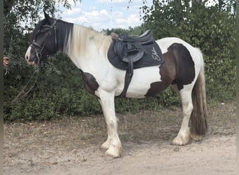 Cob Mix, Stute, 6 Jahre, 145 cm, Tobiano-alle-Farben