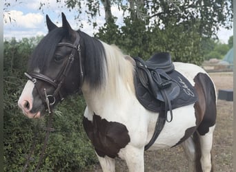 Cob Mix, Stute, 6 Jahre, 145 cm, Tobiano-alle-Farben