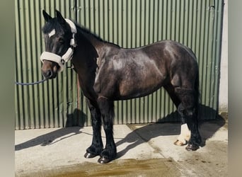 Cob, Stute, 6 Jahre, 146 cm, Brauner