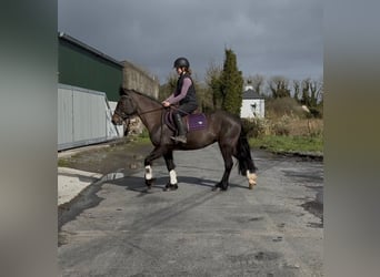 Cob, Stute, 6 Jahre, 146 cm, Brauner