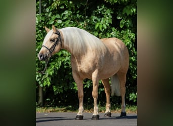 Cob Mix, Stute, 6 Jahre, 148 cm, Palomino