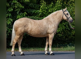 Cob Mix, Stute, 6 Jahre, 148 cm, Palomino