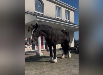 Cob, Stute, 6 Jahre, 165 cm, Dunkelbrauner