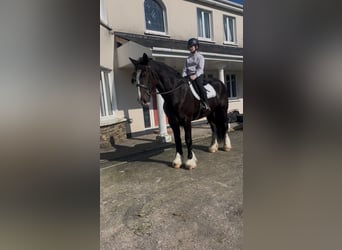 Cob, Stute, 6 Jahre, 165 cm, Dunkelbrauner