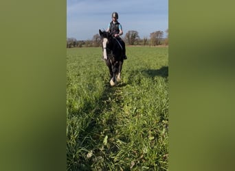 Cob, Stute, 6 Jahre, 165 cm, Dunkelbrauner