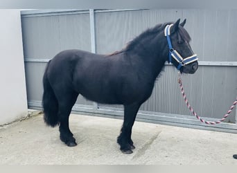 Cob, Stute, 7 Jahre, 123 cm, Rappe