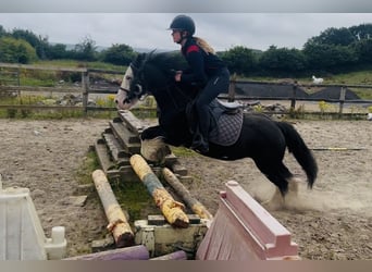 Cob, Stute, 7 Jahre, 130 cm, Rappe