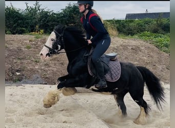 Cob, Stute, 7 Jahre, 130 cm, Rappe