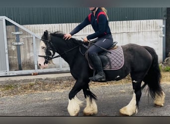 Cob, Stute, 7 Jahre, 130 cm, Rappe