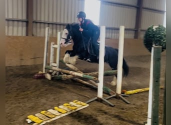 Cob, Stute, 7 Jahre, 130 cm, Rappe