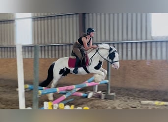 Cob, Stute, 7 Jahre, 134 cm, Schecke