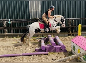 Cob, Stute, 7 Jahre, 134 cm, Schecke