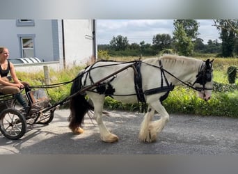 Cob, Stute, 7 Jahre, 134 cm, Schecke