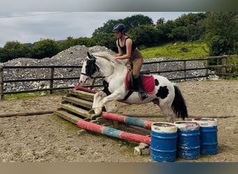 Cob, Stute, 7 Jahre, 134 cm, Schecke