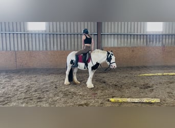 Cob, Stute, 7 Jahre, 134 cm, Schecke