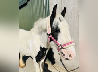 Cob, Stute, 7 Jahre, 134 cm, Schecke
