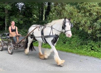 Cob, Stute, 7 Jahre, 134 cm, Schecke