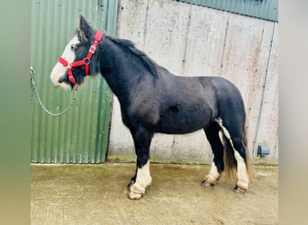 Cob, Stute, 7 Jahre, 136 cm, Rappe