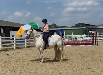 Cob, Stute, 7 Jahre, 142 cm, Fliegenschimmel