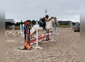 Cob, Stute, 7 Jahre, 142 cm, Fliegenschimmel