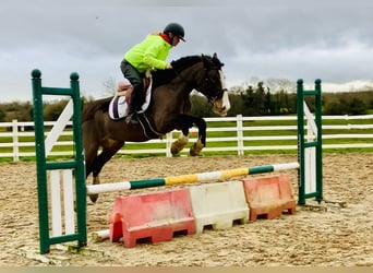 Cob, Stute, 7 Jahre, 147 cm, Brauner