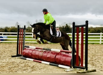 Cob, Stute, 7 Jahre, 147 cm, Brauner