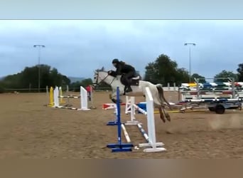 Cob Mix, Stute, 7 Jahre, 157 cm, Schimmel