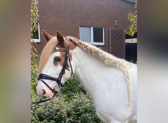 Cob, Stute, 8 Jahre, 147 cm, Schecke