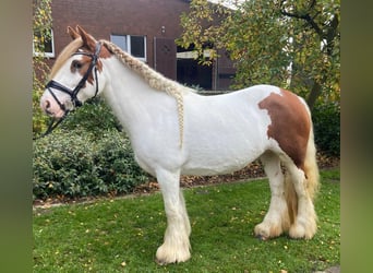Cob, Stute, 8 Jahre, 147 cm, Schecke