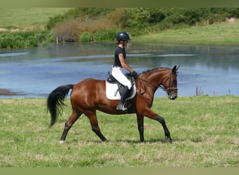 Cob, Stute, 8 Jahre, 156 cm, Brauner
