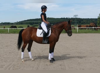 Cob, Stute, 8 Jahre, 156 cm, Brauner