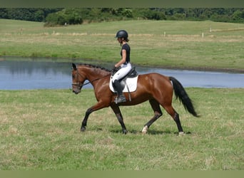 Cob, Stute, 8 Jahre, 156 cm, Brauner