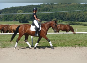 Cob, Stute, 8 Jahre, 156 cm, Brauner