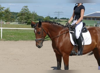 Cob, Stute, 8 Jahre, 156 cm, Brauner