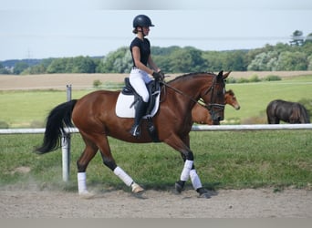 Cob, Stute, 8 Jahre, 156 cm, Brauner