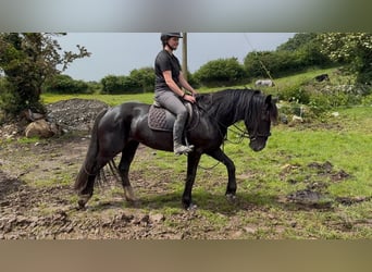 Cob, Stute, 8 Jahre, 156 cm, Rappe