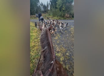 Cob, Stute, 8 Jahre, 157 cm, Dunkelfuchs