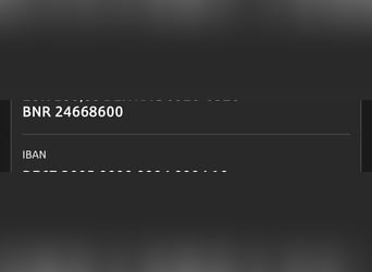 Cob, Stute, 9 Jahre, 134 cm, Rappe