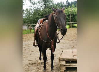 Cob Mix, Stute, 9 Jahre, 144 cm, Dunkelbrauner