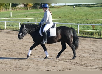 Cob, Wallach, 10 Jahre, 140 cm, Rappe