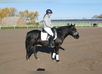 Cob, Wallach, 10 Jahre, 140 cm, Rappe